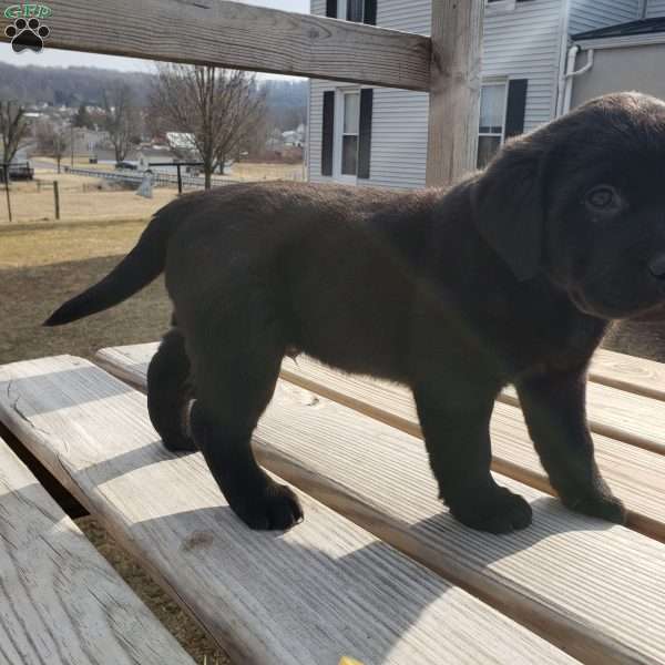 mark, Black Labrador Retriever Puppy